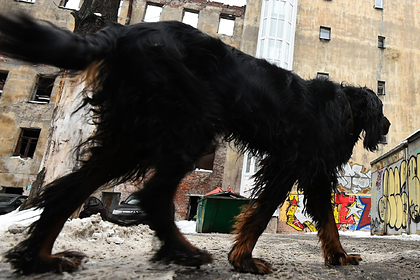 После массового убийства собак в российском регионе запретили усыплять дворняг