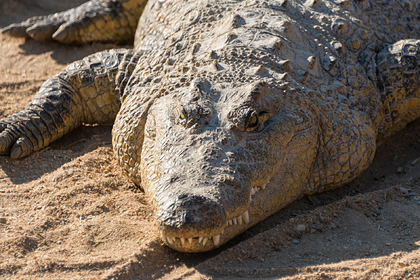 Крокодил съел нарушившего карантин по коронавирусу мужчину
