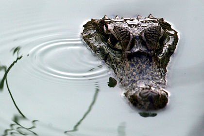 В брюхе крокодила-людоеда нашли съеденного человека