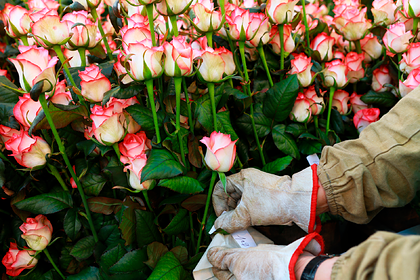 Миллионы роз пришлось уничтожить из-за коронавируса в России
