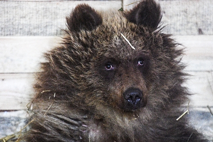 Медведь загнал отбивавшегося петардами россиянина на дерево и съел его продукты