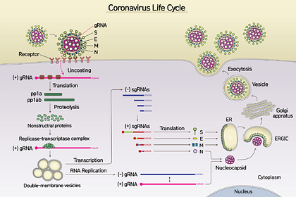 Впервые расшифрован полный геном коронавируса