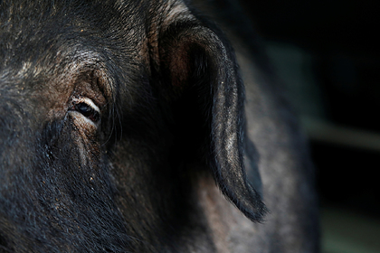 Разъяренные свиньи напали на четырехлетнего мальчика и загрызли его до смерти
