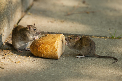 Обезумевшие от голода крысы принялись поедать друг друга из-за коронавируса