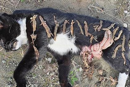 Дикая кошка съела 17 вымирающих ящериц