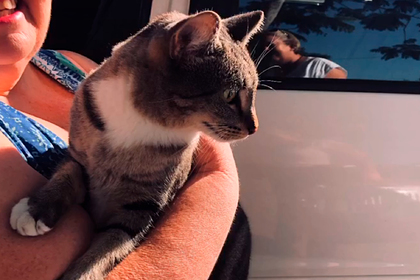 Кошка нашлась за тысячу километров от дома и воссоединилась с хозяйкой