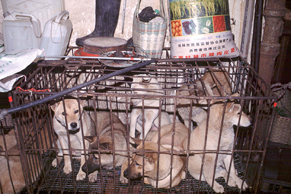 В Китае после запрета считать собак съедобными начался фестиваль собачьего мяса