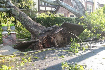 Буря повалила дерево на компанию во время детского праздника