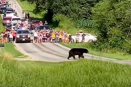Известный медведь-путешественник преодолел больше 640 километров в поисках самки