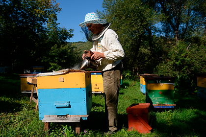 В России начали массово гибнуть пчелы
