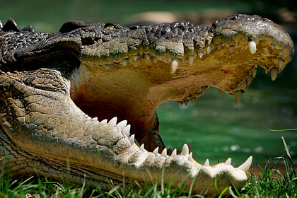 Гребнистый крокодил утащил под воду торговца молоком
