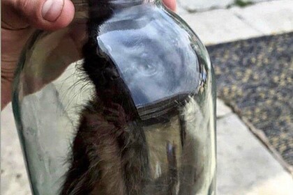 Украинец закрыл в стеклянной банке живого котенка