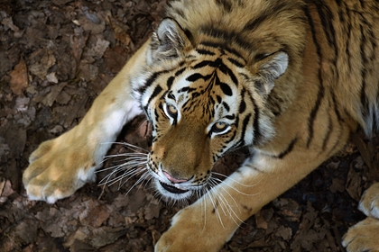 Россиянина заподозрили в убийстве амурского тигра