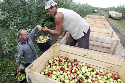 В России резко подорожали яблоки