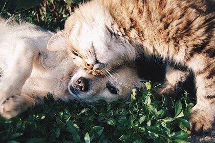 Кинологи опровергли генетическую вражду между кошками и собаками