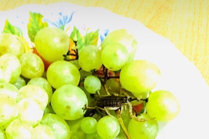 Скорпион ужалил купившую виноград в магазине россиянку