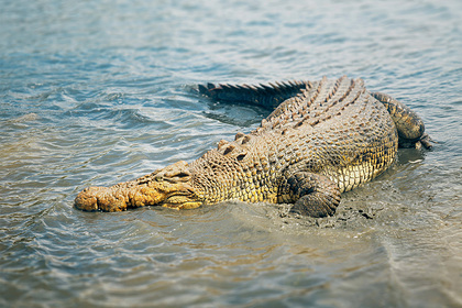 Крокодил растерзал женщину на глазах у золовки и утащил в озеро