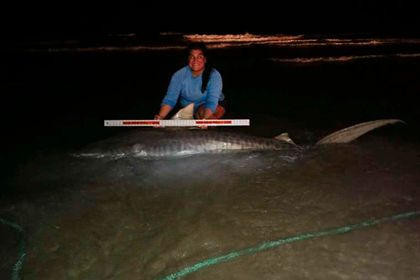 Рыбачка поймала 136-килограммовую акулу на самодельную удочку