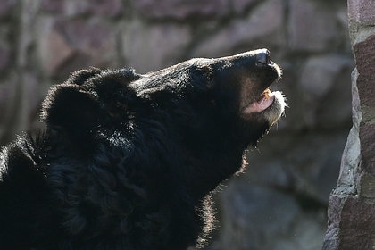 Гималайский медведь покусал двух грибников в российском регионе