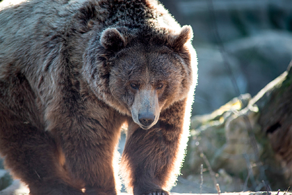 Медведь гризли насмерть загрыз охотившегося на лосей мужчину
