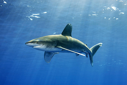 Акулы-людоеды стали чаще убивать людей без причины