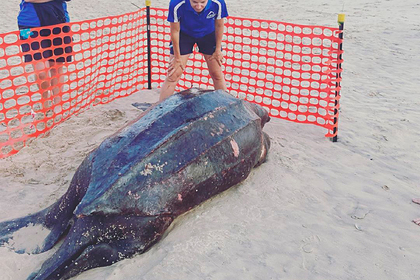 Крупнейшую в мире черепаху весом в полтонны нашли мертвой