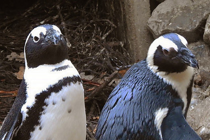 Пара пингвинов-геев украла яйца у пингвинов-лесбиянок