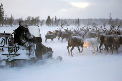 Северных оленей на Ямале посчитают с воздуха