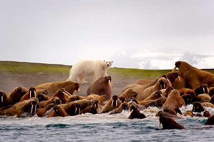 Медведи и моржи «подружились» в Арктике