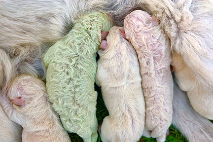 Белая собака родила щенка с зеленой шерстью