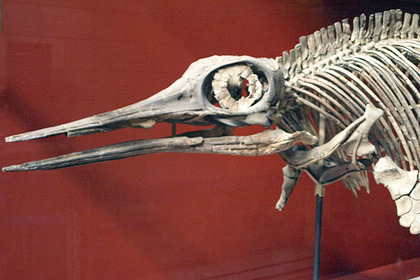 Скелет ихтиозавра