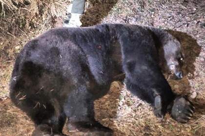 В России медведь вырыл из свежей могилы покойника, съел его и был убит
