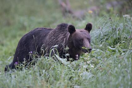 Охотовед оправдал военных после убийства медведицы с медвежонком на Камчатке