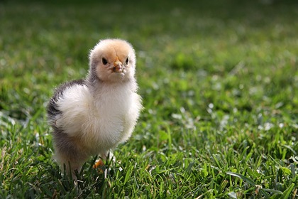 В Дании решили убить 25 тысяч цыплят из-за вспышки птичьего гриппа
