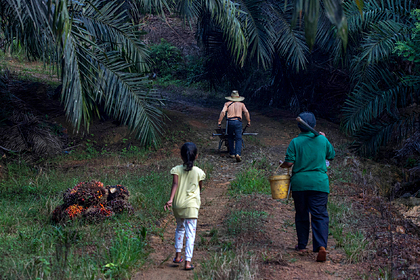 Крупнейших производителей пальмового масла уличили в насилии над женщинами
