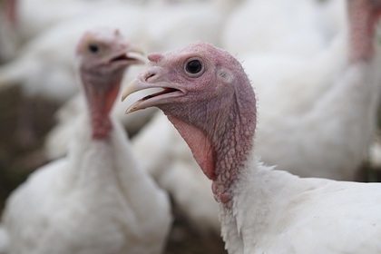 В Англии уничтожили 40 тысяч индеек из-за вспышки птичьего гриппа