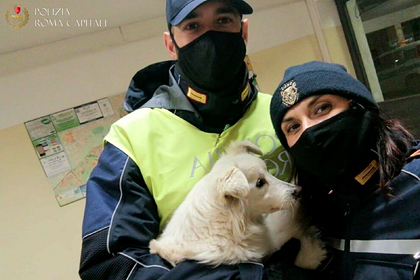 Полицейские нашли пропавшую слепую собаку и вернули ее хозяину