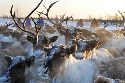 Диких северных оленей на Ямале пересчитают с помощью дронов