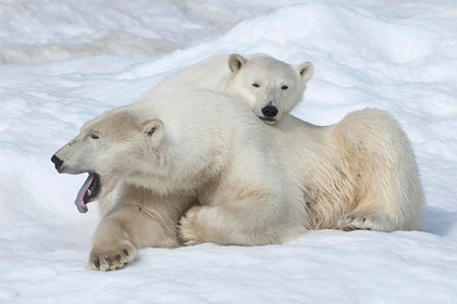 На Чукотке появился научный центр по работе с белыми медведями и китами