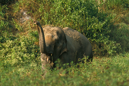 Голодный слон насмерть затоптал отдыхавшего в лесу пенсионера
