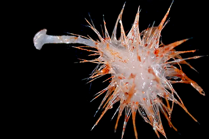 В глубинах океана нашли неизвестные науке организмы