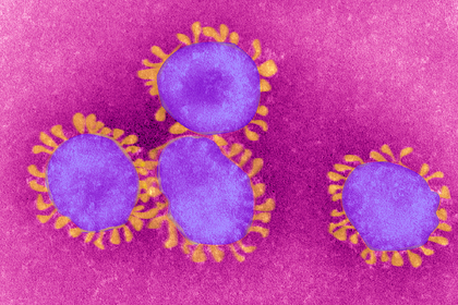 Подтвержден долгий иммунитет против коронавируса после выздоровления