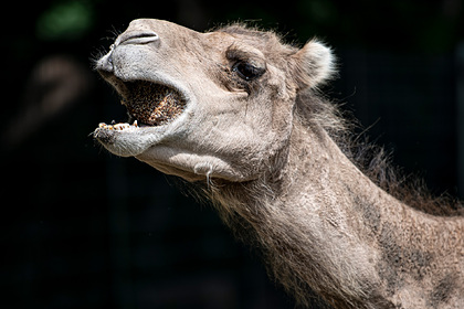 Агрессивный верблюд укусил за лицо смотрителя зоопарка