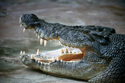 Крокодил растерзал мужчину на глазах у его друга