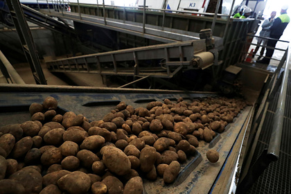 Россиянам предложат картофель «экономкласса»