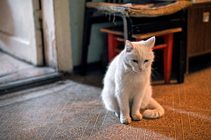 Россиянка вознамерилась завещать квартиру любимому коту