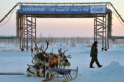 На Ямале разработают стандарт по возмещению ущерба за погибшего северного оленя