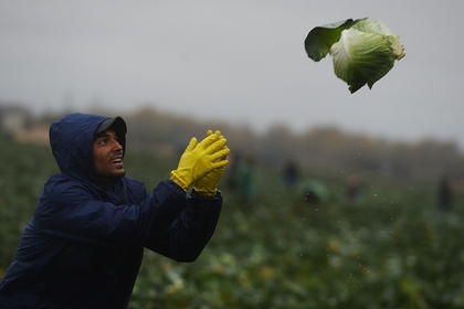 В России оказалось некем заменить мигрантов для работ в поле