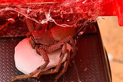 Гигантский крабовый паук заполз в детскую игрушку и отложил там сотни яиц