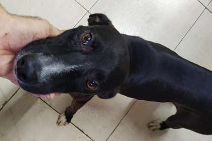 Больной раком пес пришел в ветклинику и был спасен